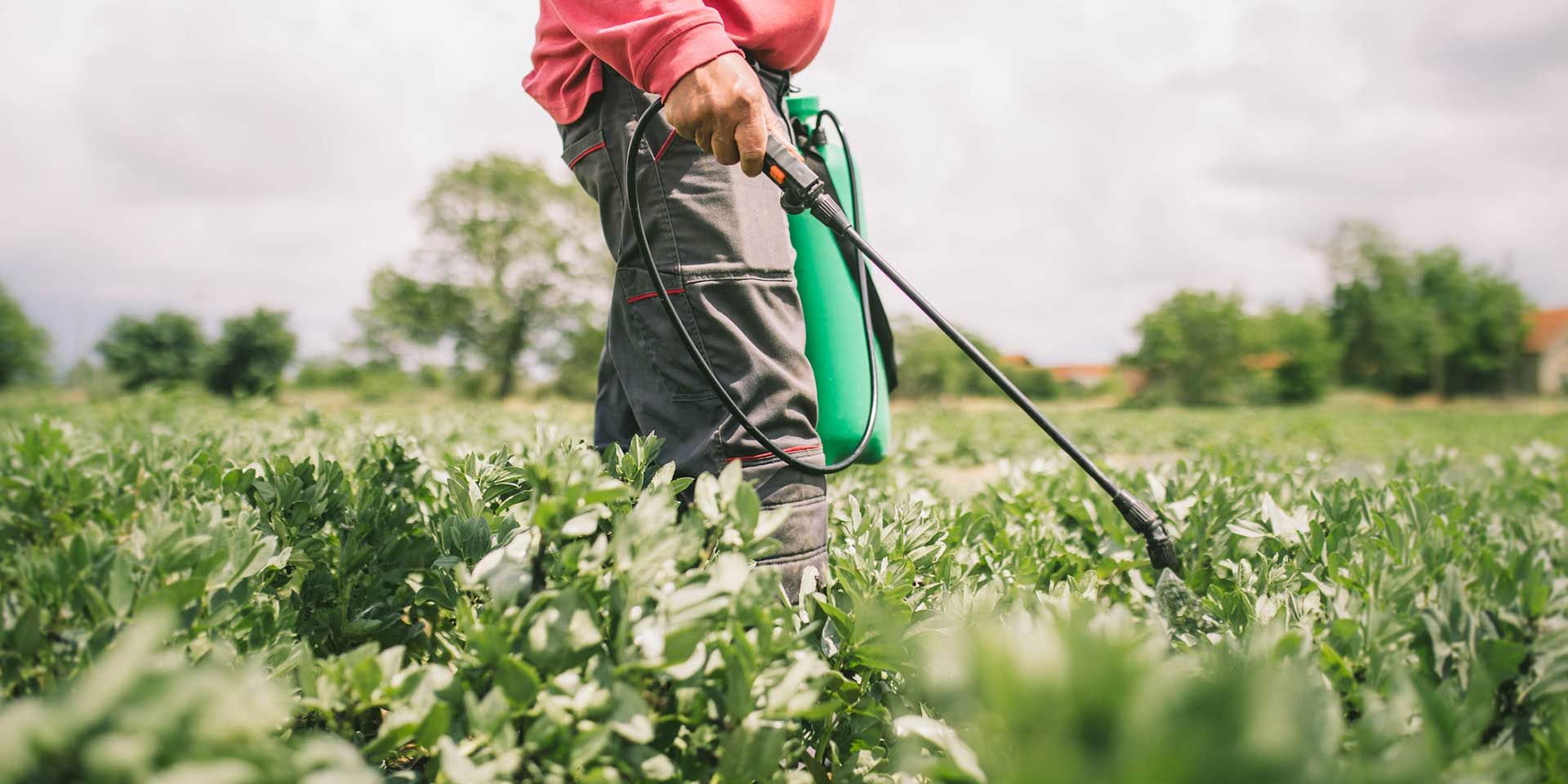 Spraying Weed Killer