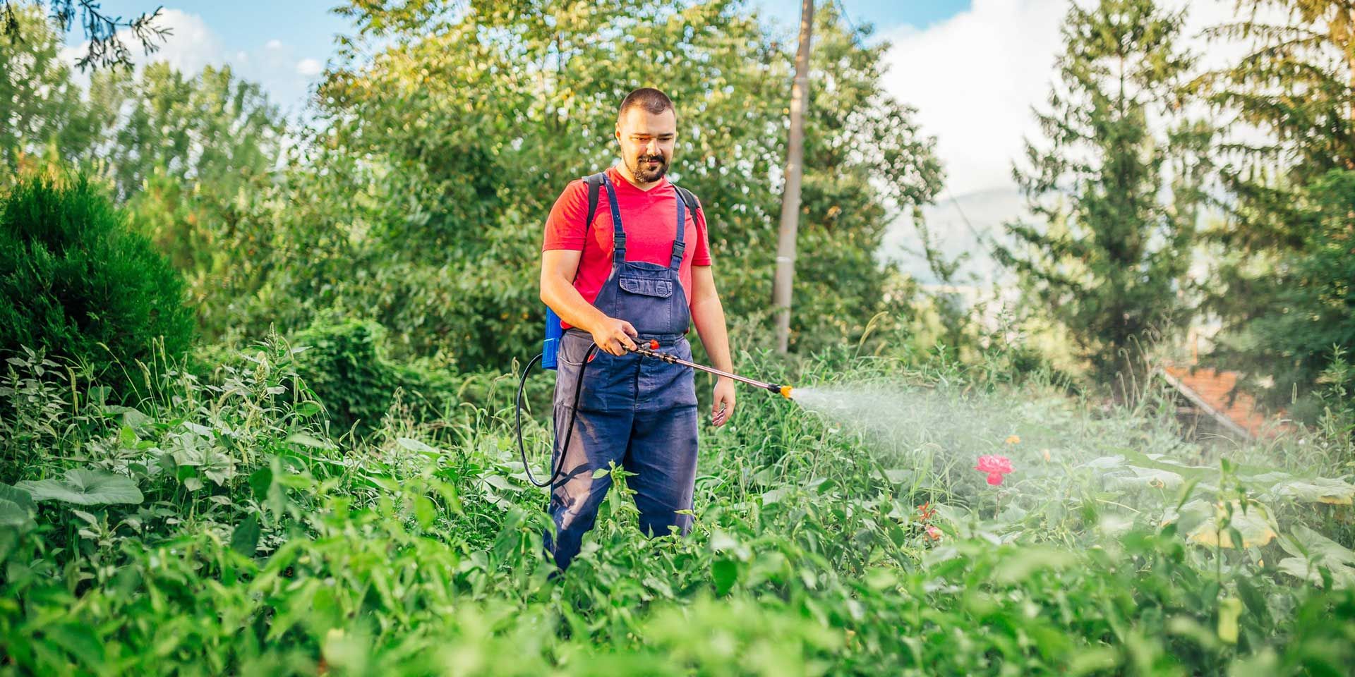 Spraying Weed Killer